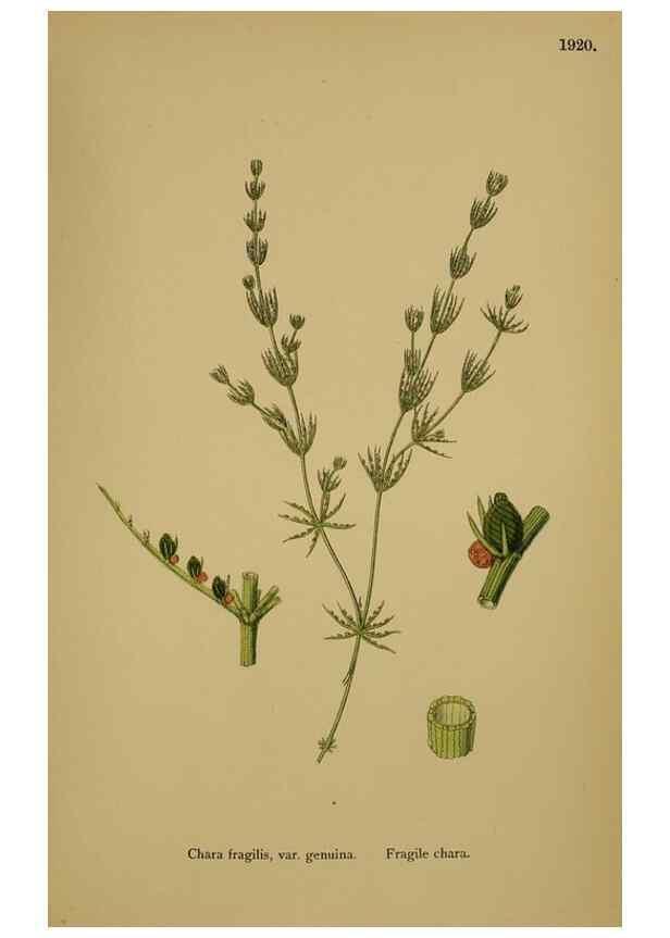 Reproducción/Reproduction 48750540317: English botany, or, Coloured figures of British plants /. London :R. Hardwicke,1863-1886.. 