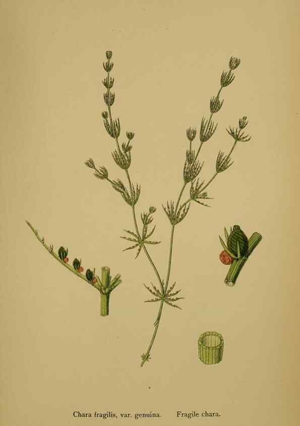 Reproducción/Reproduction 48750540317: English botany, or, Coloured figures of British plants /. London :R. Hardwicke,1863-1886.. 