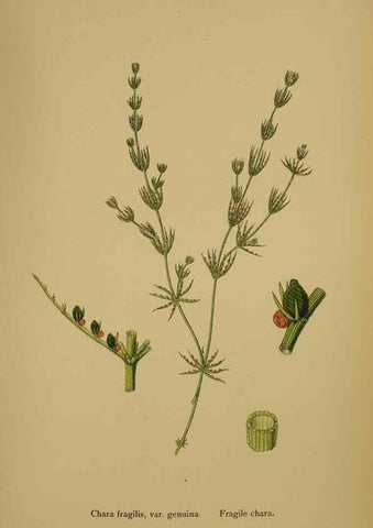 Reproducción/Reproduction 48750540317: English botany, or, Coloured figures of British plants /. London :R. Hardwicke,1863-1886.. 