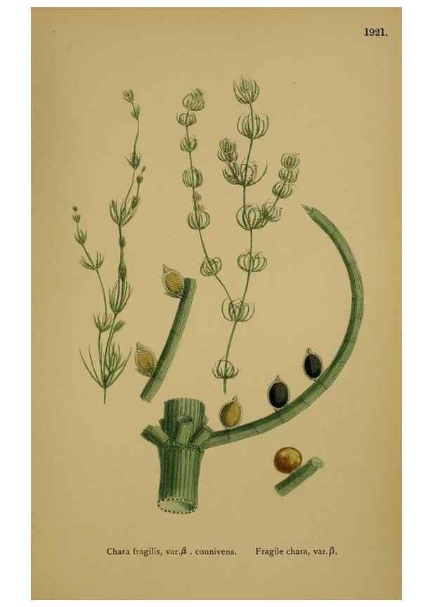 Reproducción/Reproduction 48750540607: English botany, or, Coloured figures of British plants /. London :R. Hardwicke,1863-1886.. 