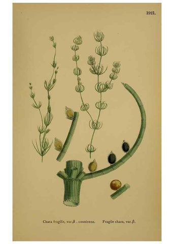 Reproducción/Reproduction 48750540607: English botany, or, Coloured figures of British plants /. London :R. Hardwicke,1863-1886.. 