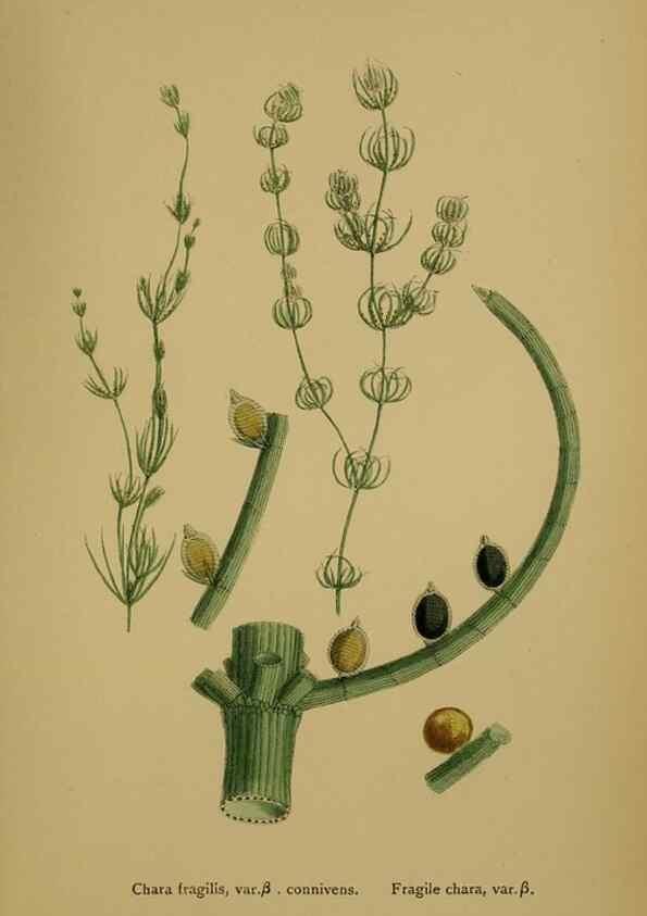 Reproducción/Reproduction 48750540607: English botany, or, Coloured figures of British plants /. London :R. Hardwicke,1863-1886.. 