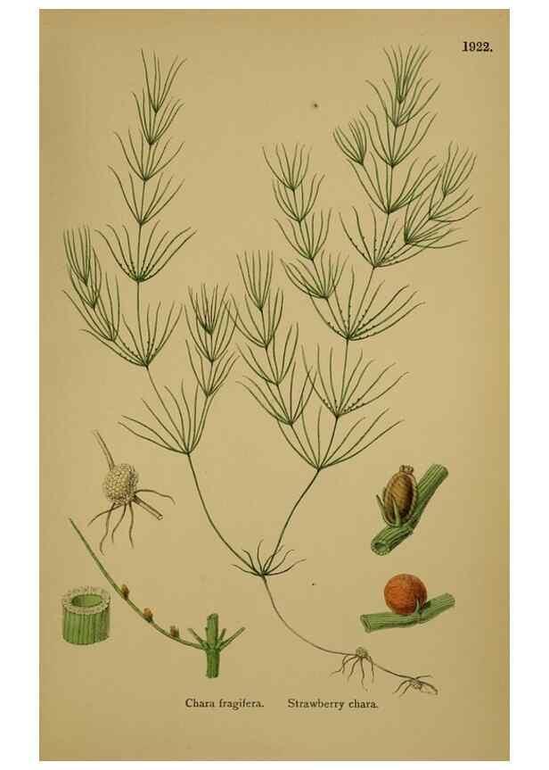 Reproducción/Reproduction 48750352046: English botany, or, Coloured figures of British plants /. London :R. Hardwicke,1863-1886.. 
