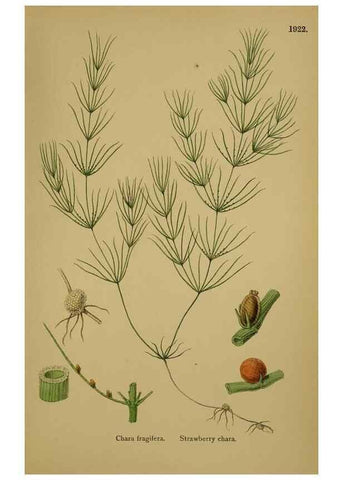 Reproducción/Reproduction 48750352046: English botany, or, Coloured figures of British plants /. London :R. Hardwicke,1863-1886.. 