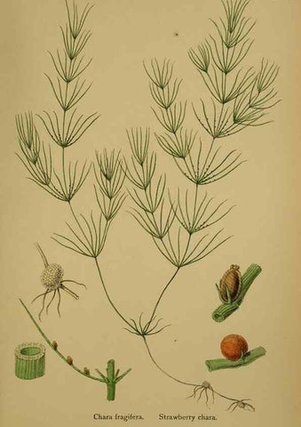 Reproducción/Reproduction 48750352046: English botany, or, Coloured figures of British plants /. London :R. Hardwicke,1863-1886.. 