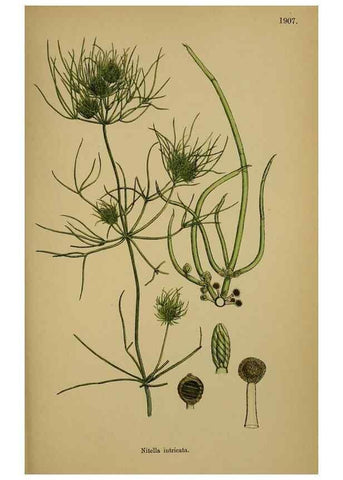 Reproducción/Reproduction 48750020698: English botany, or, Coloured figures of British plants /. London :R. Hardwicke,1863-1886.. 
