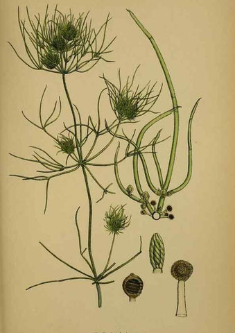 Reproducción/Reproduction 48750020698: English botany, or, Coloured figures of British plants /. London :R. Hardwicke,1863-1886.. 