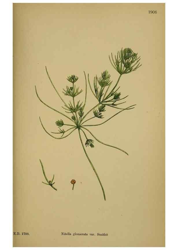 Reproducción/Reproduction 48750020433: English botany, or, Coloured figures of British plants /. London :R. Hardwicke,1863-1886.. 
