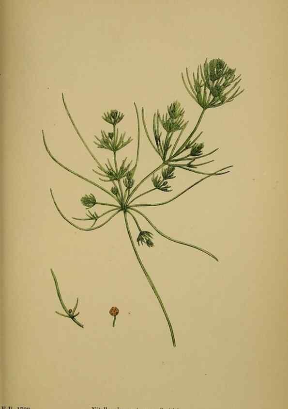 Reproducción/Reproduction 48750020433: English botany, or, Coloured figures of British plants /. London :R. Hardwicke,1863-1886.. 