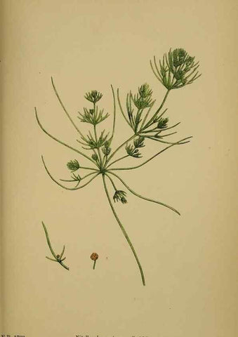 Reproducción/Reproduction 48750020433: English botany, or, Coloured figures of British plants /. London :R. Hardwicke,1863-1886.. 