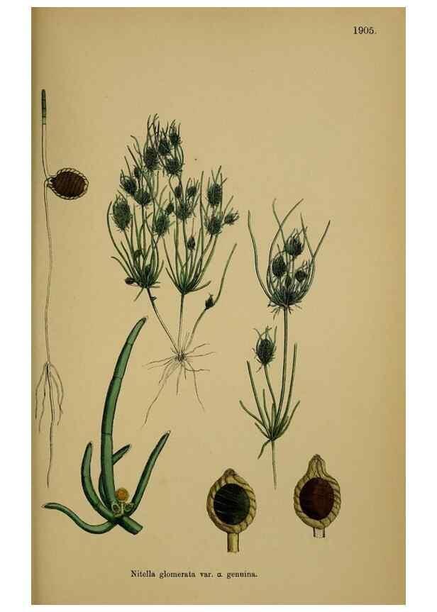 Reproducción/Reproduction 48750347376: English botany, or, Coloured figures of British plants /. London :R. Hardwicke,1863-1886.. 