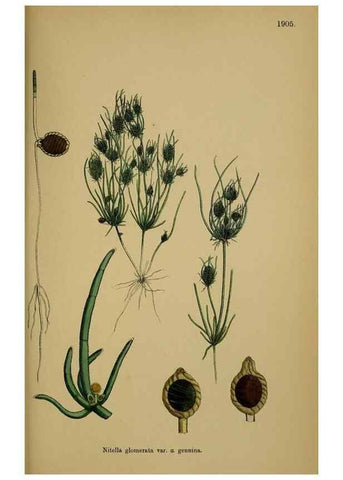 Reproducción/Reproduction 48750347376: English botany, or, Coloured figures of British plants /. London :R. Hardwicke,1863-1886.. 