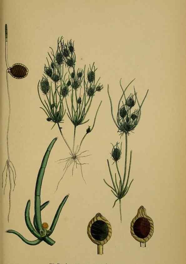 Reproducción/Reproduction 48750347376: English botany, or, Coloured figures of British plants /. London :R. Hardwicke,1863-1886.. 