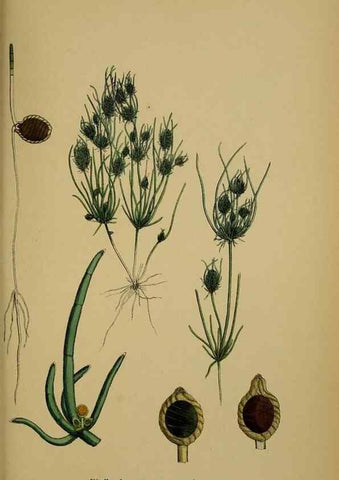 Reproducción/Reproduction 48750347376: English botany, or, Coloured figures of British plants /. London :R. Hardwicke,1863-1886.. 