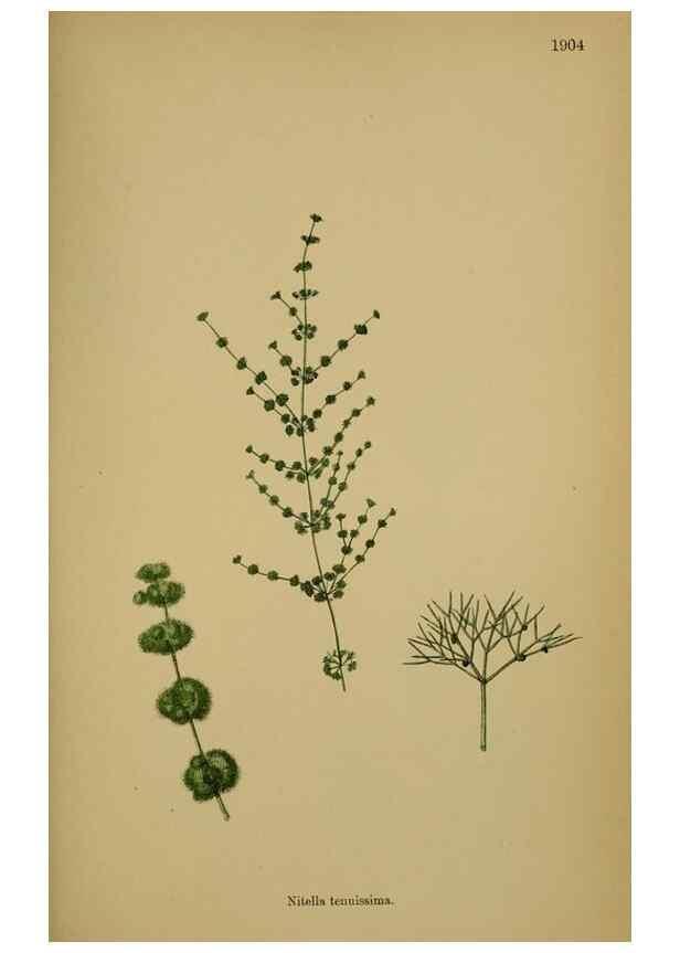Reproducción/Reproduction 48750535952: English botany, or, Coloured figures of British plants /. London :R. Hardwicke,1863-1886.. 