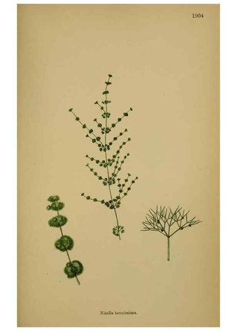 Reproducción/Reproduction 48750535952: English botany, or, Coloured figures of British plants /. London :R. Hardwicke,1863-1886.. 