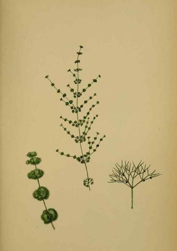 Reproducción/Reproduction 48750535952: English botany, or, Coloured figures of British plants /. London :R. Hardwicke,1863-1886.. 