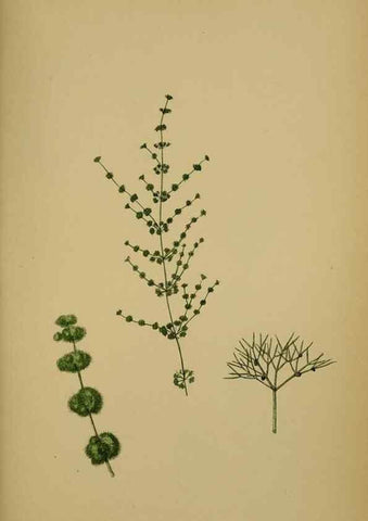 Reproducción/Reproduction 48750535952: English botany, or, Coloured figures of British plants /. London :R. Hardwicke,1863-1886.. 