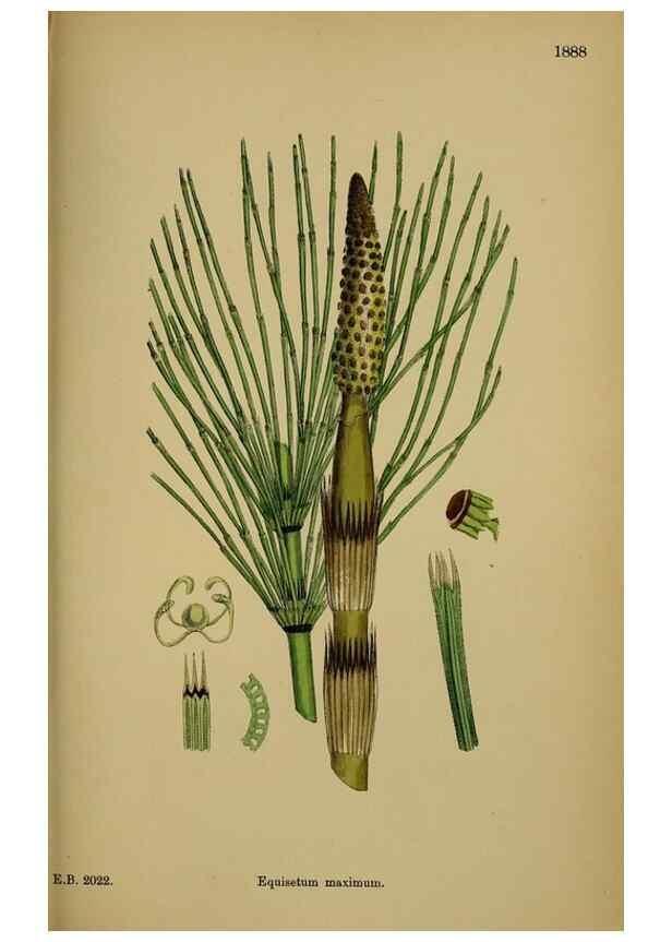Reproducción/Reproduction 48750530842: English botany, or, Coloured figures of British plants /. London :R. Hardwicke,1863-1886.. 