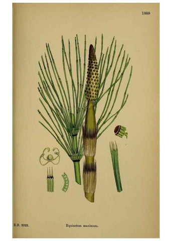 Reproducción/Reproduction 48750530842: English botany, or, Coloured figures of British plants /. London :R. Hardwicke,1863-1886.. 