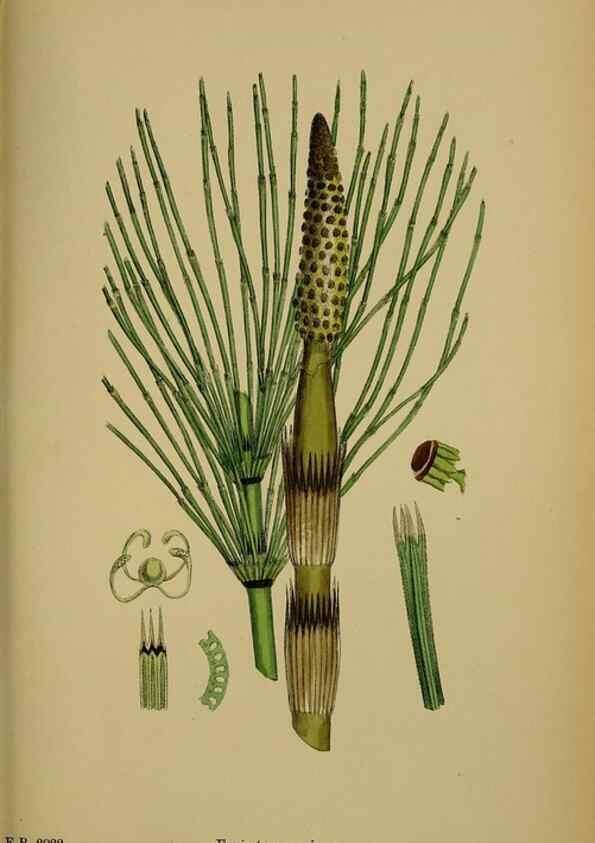 Reproducción/Reproduction 48750530842: English botany, or, Coloured figures of British plants /. London :R. Hardwicke,1863-1886.. 