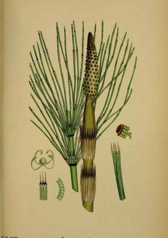 Reproducción/Reproduction 48750530842: English botany, or, Coloured figures of British plants /. London :R. Hardwicke,1863-1886.. 