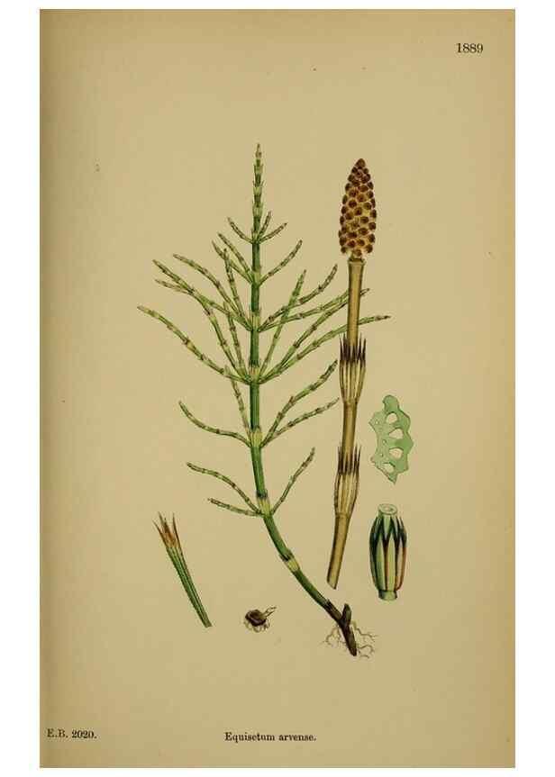 Reproducción/Reproduction 48750342201: English botany, or, Coloured figures of British plants /. London :R. Hardwicke,1863-1886.. 