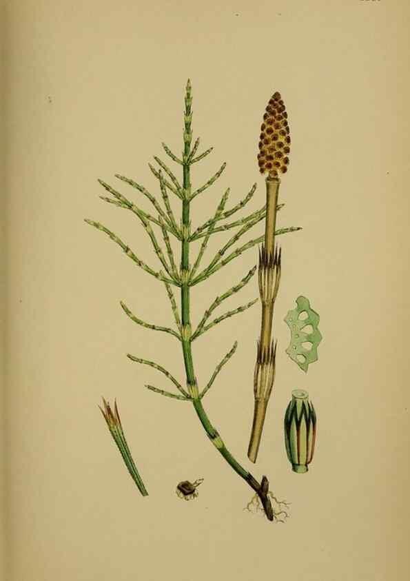 Reproducción/Reproduction 48750342201: English botany, or, Coloured figures of British plants /. London :R. Hardwicke,1863-1886.. 