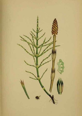 Reproducción/Reproduction 48750342201: English botany, or, Coloured figures of British plants /. London :R. Hardwicke,1863-1886.. 