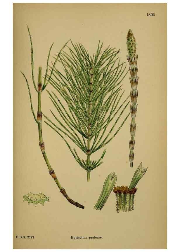 Reproducción/Reproduction 48750342506: English botany, or, Coloured figures of British plants /. London :R. Hardwicke,1863-1886.. 