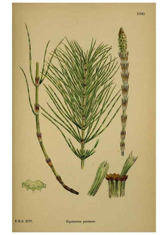 Reproducción/Reproduction 48750342506: English botany, or, Coloured figures of British plants /. London :R. Hardwicke,1863-1886.. 