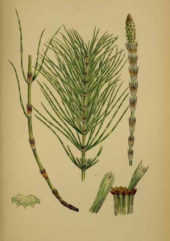 Reproducción/Reproduction 48750342506: English botany, or, Coloured figures of British plants /. London :R. Hardwicke,1863-1886.. 