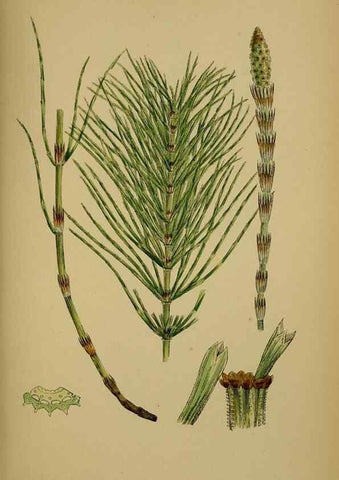 Reproducción/Reproduction 48750342506: English botany, or, Coloured figures of British plants /. London :R. Hardwicke,1863-1886.. 