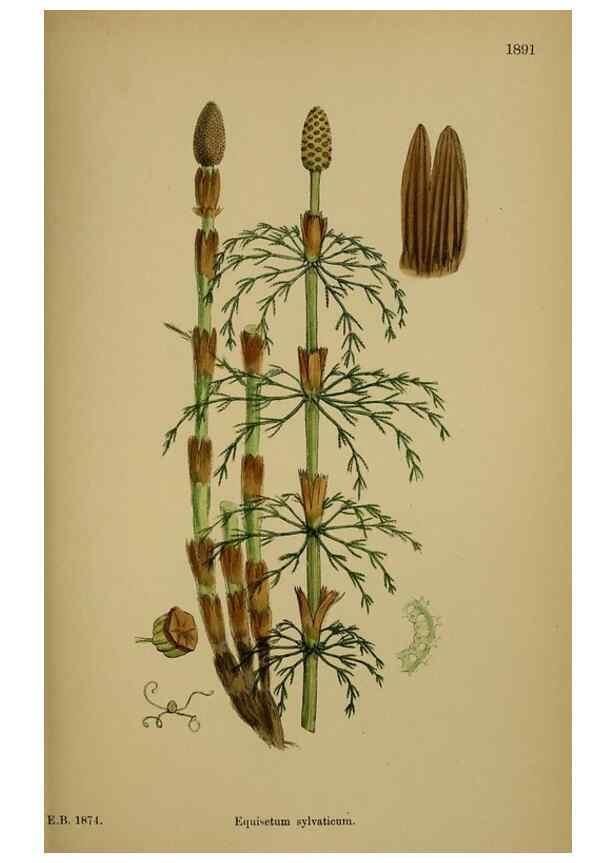 Reproducción/Reproduction 48750342796: English botany, or, Coloured figures of British plants /. London :R. Hardwicke,1863-1886.. 