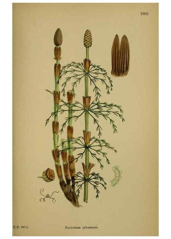 Reproducción/Reproduction 48750342796: English botany, or, Coloured figures of British plants /. London :R. Hardwicke,1863-1886.. 