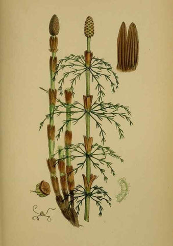 Reproducción/Reproduction 48750342796: English botany, or, Coloured figures of British plants /. London :R. Hardwicke,1863-1886.. 