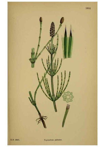 Reproducción/Reproduction 48750016068: English botany, or, Coloured figures of British plants /. London :R. Hardwicke,1863-1886.. 