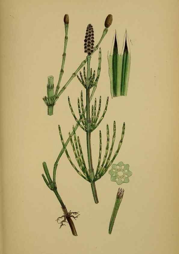 Reproducción/Reproduction 48750016068: English botany, or, Coloured figures of British plants /. London :R. Hardwicke,1863-1886.. 