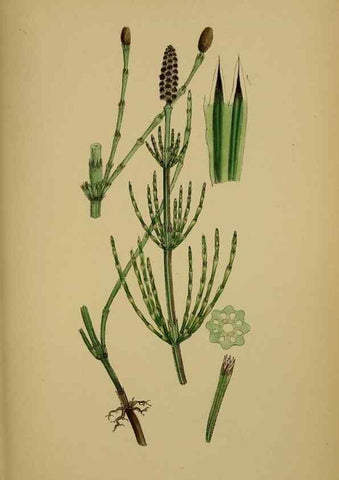 Reproducción/Reproduction 48750016068: English botany, or, Coloured figures of British plants /. London :R. Hardwicke,1863-1886.. 