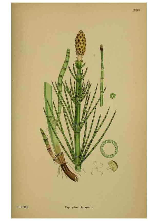 Reproducción/Reproduction 48750016493: English botany, or, Coloured figures of British plants /. London :R. Hardwicke,1863-1886.. 