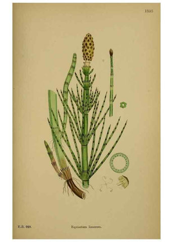 Reproducción/Reproduction 48750016493: English botany, or, Coloured figures of British plants /. London :R. Hardwicke,1863-1886.. 