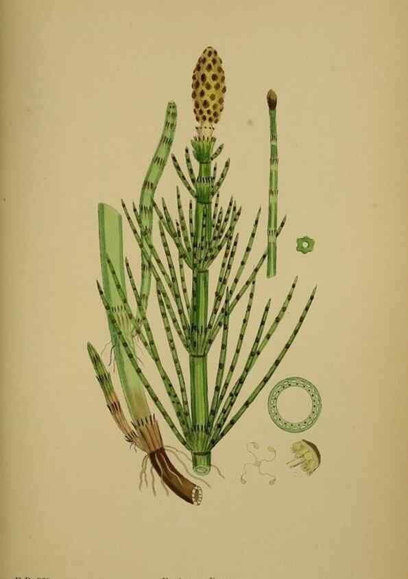 Reproducción/Reproduction 48750016493: English botany, or, Coloured figures of British plants /. London :R. Hardwicke,1863-1886.. 