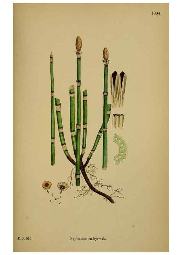 Reproducción/Reproduction 48750532807: English botany, or, Coloured figures of British plants /. London :R. Hardwicke,1863-1886.. 