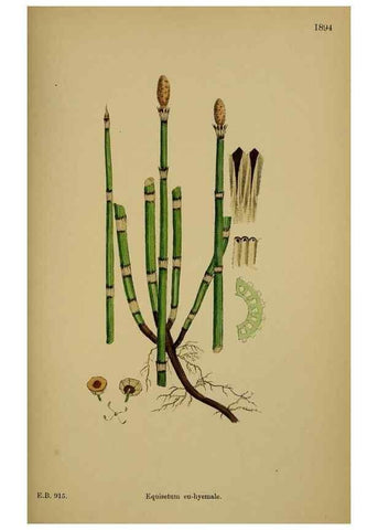 Reproducción/Reproduction 48750532807: English botany, or, Coloured figures of British plants /. London :R. Hardwicke,1863-1886.. 