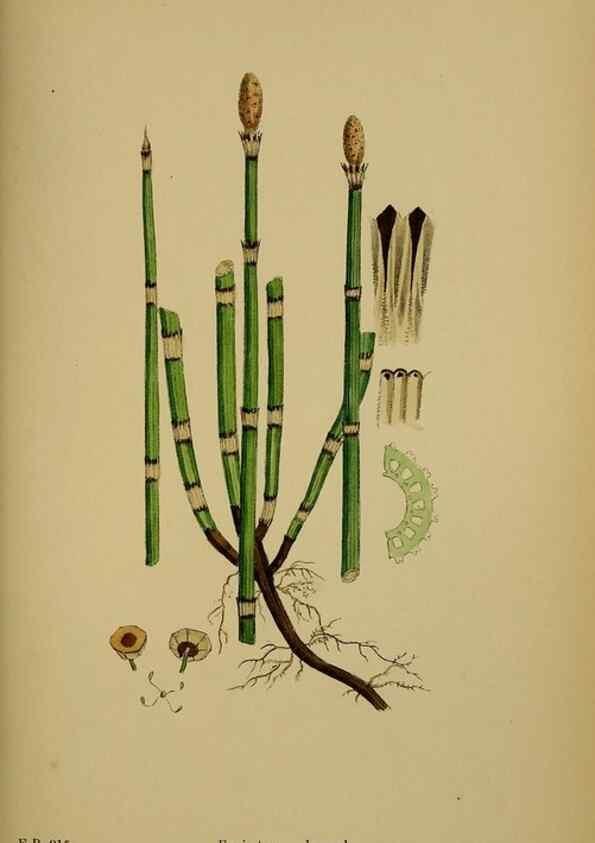 Reproducción/Reproduction 48750532807: English botany, or, Coloured figures of British plants /. London :R. Hardwicke,1863-1886.. 