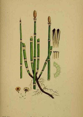 Reproducción/Reproduction 48750532807: English botany, or, Coloured figures of British plants /. London :R. Hardwicke,1863-1886.. 