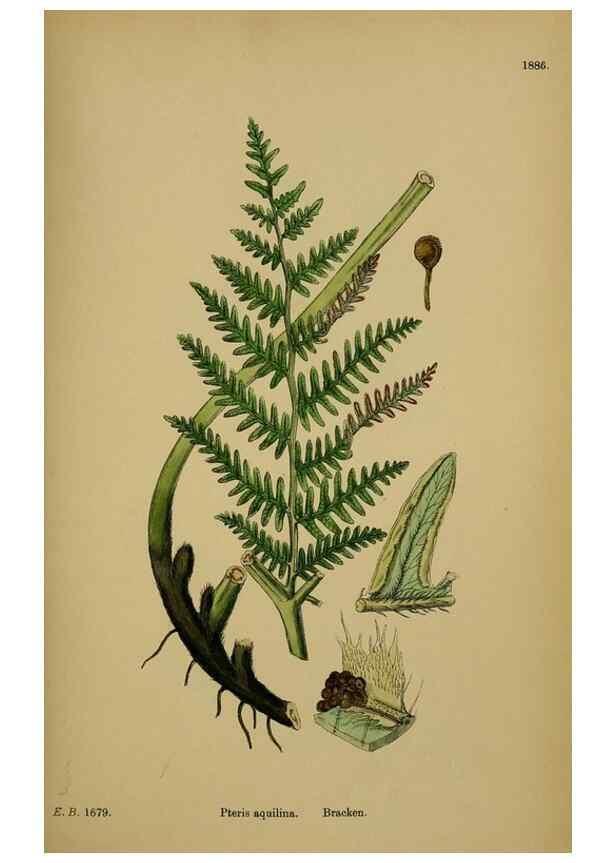 Reproducción/Reproduction 48750014413: English botany, or, Coloured figures of British plants /. London :R. Hardwicke,1863-1886.. 