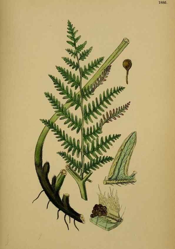 Reproducción/Reproduction 48750014413: English botany, or, Coloured figures of British plants /. London :R. Hardwicke,1863-1886.. 