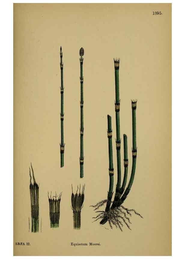 Reproducción/Reproduction 48750344101: English botany, or, Coloured figures of British plants /. London :R. Hardwicke,1863-1886.. 