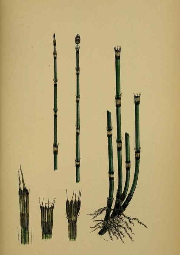 Reproducción/Reproduction 48750344101: English botany, or, Coloured figures of British plants /. London :R. Hardwicke,1863-1886.. 